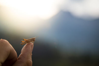 Close-up of insect on thumb