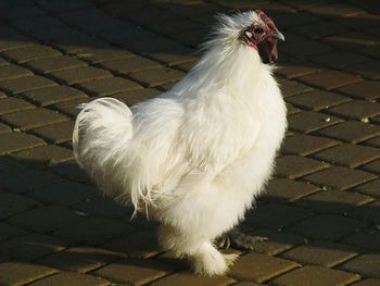 High angle view of white bird