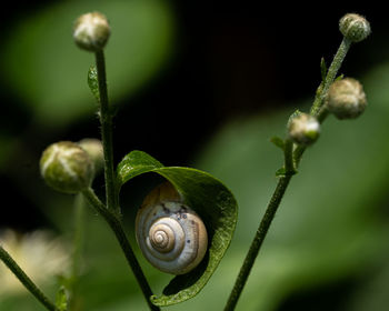 Close-up of snail on plant