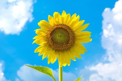 Low angle view of sunflower against sky