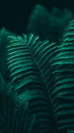 Close-up of fern leaves