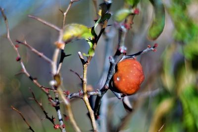 Close-up of berries growing on tree