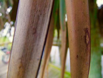 Close-up of tree trunk