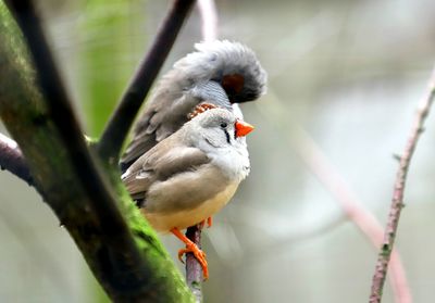 Close-up of bird perching on branch