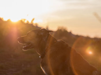 Close-up of dog against sky during sunset