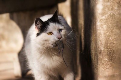 Close-up portrait of cat