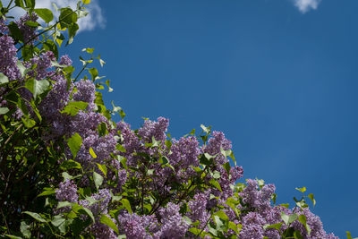 Blooming lilac, many flowers against the blue sky. lots of copyspace