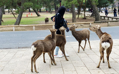 Tourist surrounded by deer on the street of nara deer park, waiting to be feed crackers