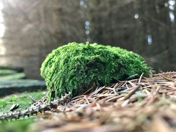 Close-up of moss falling on tree in field