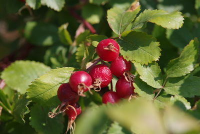 Close-up of red berries growing on tree