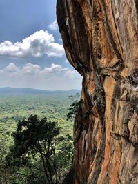 Scenic view of tree against sky