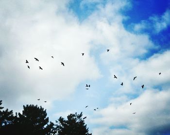 Low angle view of birds flying in sky