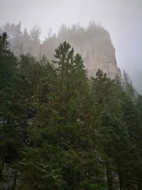 Low angle view of trees in forest against sky