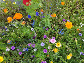 High angle view of flowering plants on field