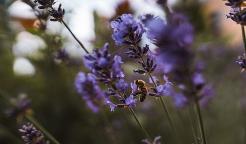 Close-up of insect on purple flowering plant