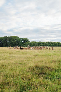 Deer colony in dyrehaven park