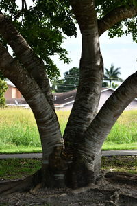 Man on tree