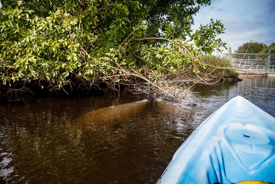 Scenic view of river against trees