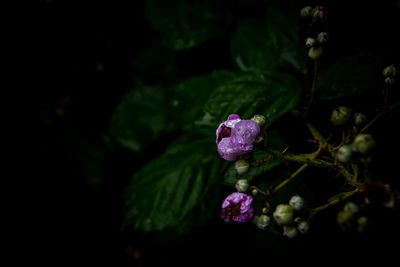 Close-up of purple flowering plant