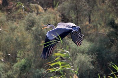 Bird flying in a forest