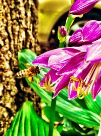 Close-up of pink flowers