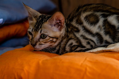 Cat lying on bed