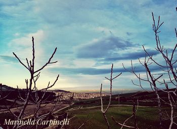 Bare trees on field against sky