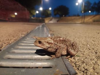 Close-up of crab on street at night