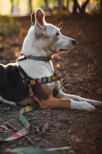 Dog looking away on field