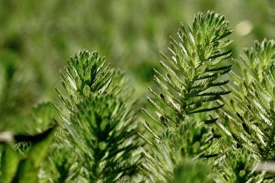 Close-up of pine tree leaves