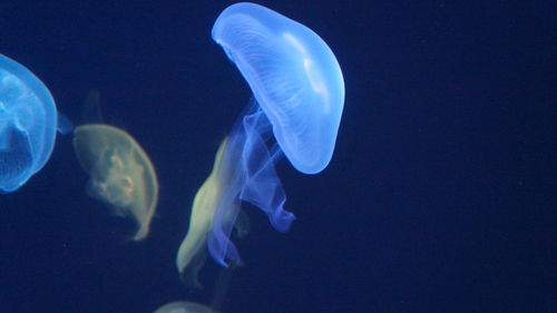 Close-up of jellyfish in sea