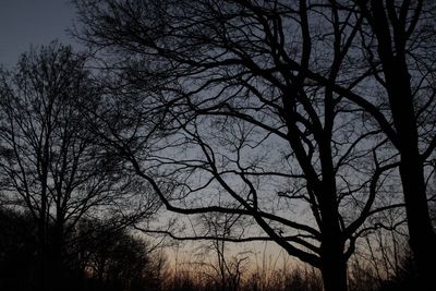 Low angle view of bare trees against sky