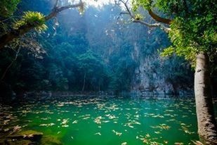 water, tree, tranquility, forest, growth, beauty in nature, nature, tranquil scene, scenics, branch, lake, waterfront, green color, plant, idyllic, tree trunk, river, day, reflection, outdoors