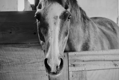 Horse in a stable in black and white