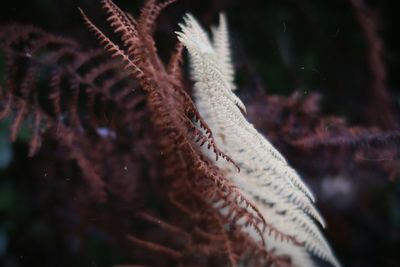 Close-up of plant