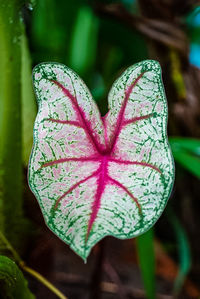 Close-up of heart shape leaf