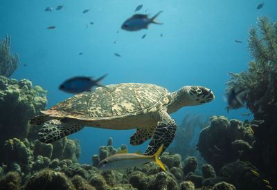 Fish swimming in sea