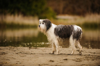 Dog standing at beach