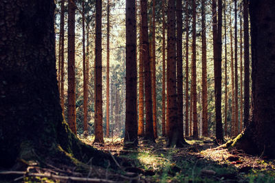 Trees in forest