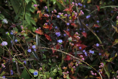 Close-up of purple flowering plants