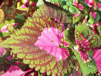 Close-up of pink flowers