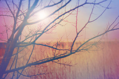 Bare tree against sky during sunset