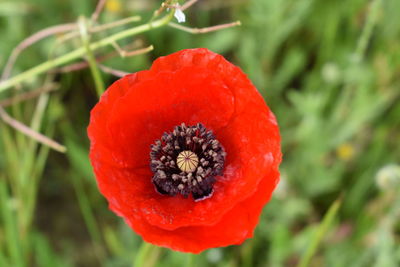 Close-up of red rose