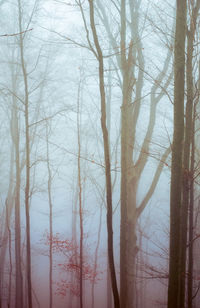 Bare trees in forest