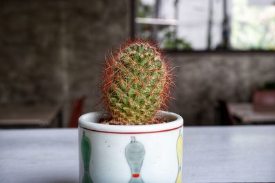 Close-up of potted plant on table