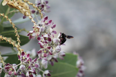 Close-up of bee pollinating on flower