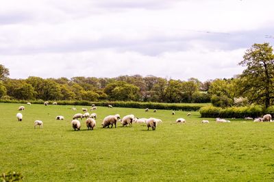 Sheep grazing in a field
