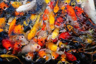 High angle view of koi carps swimming in pond