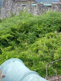 Trees growing on landscape