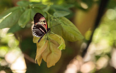 Piano key butterfly heliconius melpomene perches on a leaf in a garden.